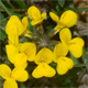 Hippocrepis comosa