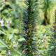 Hippuris vulgaris