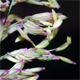 Holcus lanatus