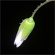 Holosteum umbellatum
