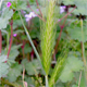 Hordeum murinum l.