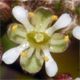 Hornungia petraea