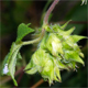 Humulus japonicus