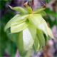 Humulus lupulus