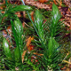Huperzia selago