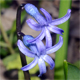 Hyacinthus orientalis
