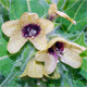 Hyoscyamus niger