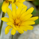Hyoseris radiata
