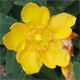 Hypericum androsaemum