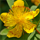 Hypericum calycinum