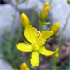 Hypericum coris