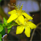 Hypericum hirsutum