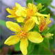 Hypericum maculatum