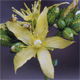 Hypericum montanum