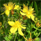 Hypericum perforatum
