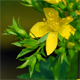 Hypericum tetrapterum