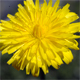 Hypochaeris radicata