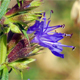 Hyssopus officinalis a.
