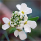 Iberis sempervirens