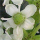 Ilex aquifolium