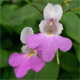 Impatiens balfourii