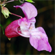 Impatiens glandulifera