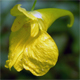 Impatiens noli-tangere
