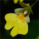 Impatiens parviflora