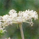 Imperatoria ostruthium