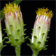 Pentanema squarrosum