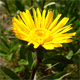 Pentanema hirtum