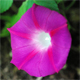 Ipomoea purpurea