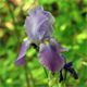 Iris cengialti