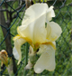 Iris florentina