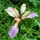 Chamaeiris foetidissima