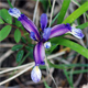 Chamaeiris graminea