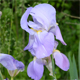 Iris pallida