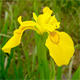 Limniris pseudacorus