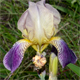 Iris squalens
