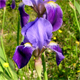 Iris germanica