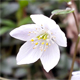 Isopyrum thalictroides
