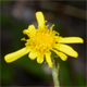 Jacobaea erucifolia