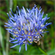 Jasione montana