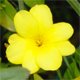 Jasminum mesnyi