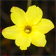 Jasminum nudiflorum