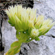 Jovibarba globifera l.