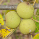 Juglans nigra