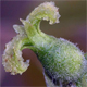 Juglans regia