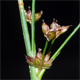 Juncus articulatus