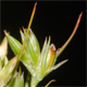 Juncus bufonius